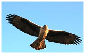 Kumbhalgarh Wildlife Sanctuary, Udaipur