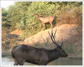  Sambhar-Deer, Mount Abu