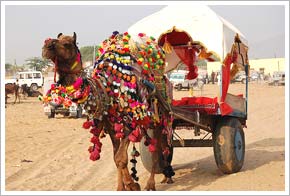 Pushkar fair, Ajmer