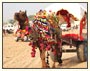 Rajasthan Cultural Tour, Rajasthan Heritage Tour, Rajasthan Package Tours